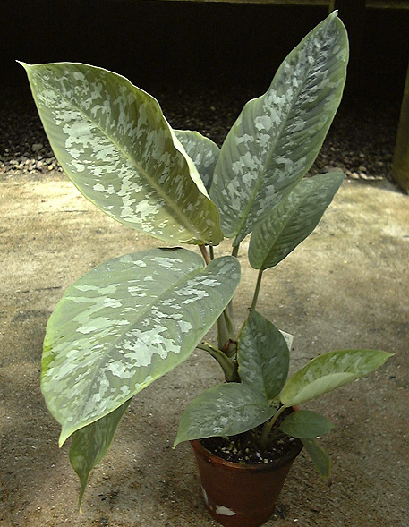 Schismatoglottis scortechinii