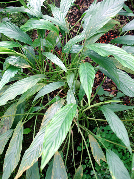 Schismatoglottis subundulata