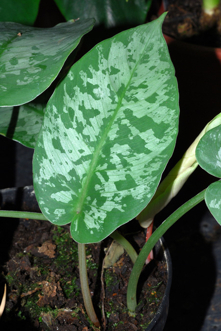 Schismatoglottis unifolia