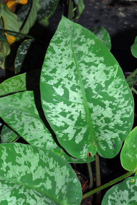 Schismatoglottis unifolia