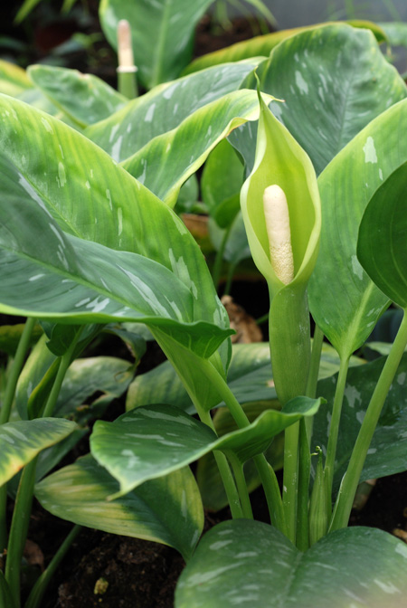 Schismatoglottis wallichii