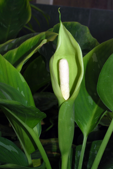 Schismatoglottis wallichii