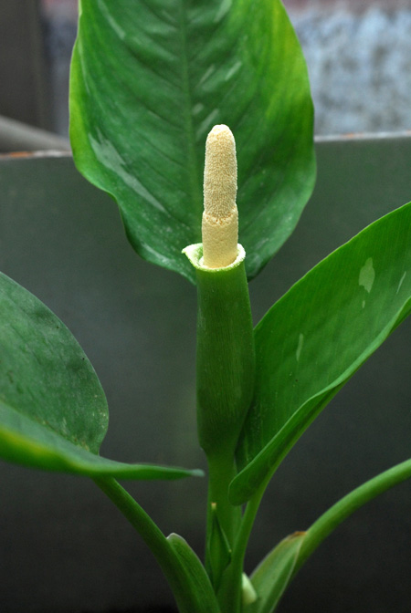 Schismatoglottis wallichii