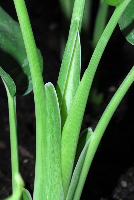 Schismatoglottis wallichii