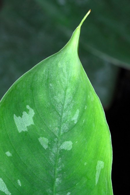 Schismatoglottis wallichii