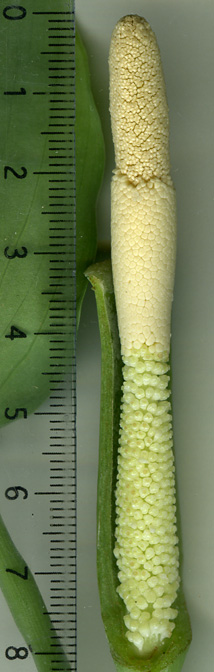 Schismatoglottis wallichii