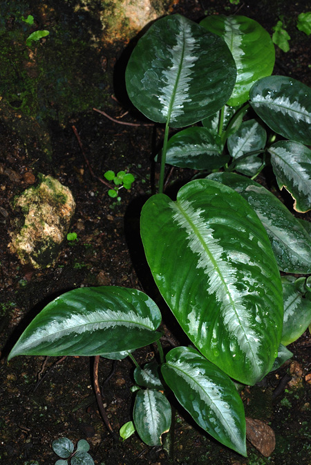 Schismatoglottis wallichii
