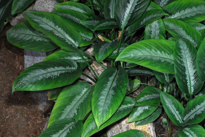 Schismatoglottis wallichii