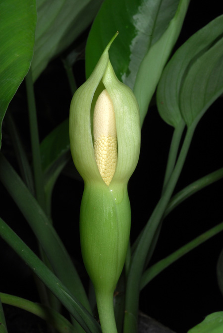 Schismatoglottis wallichii