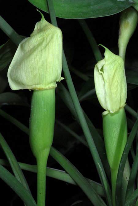 Schismatoglottis wallichii