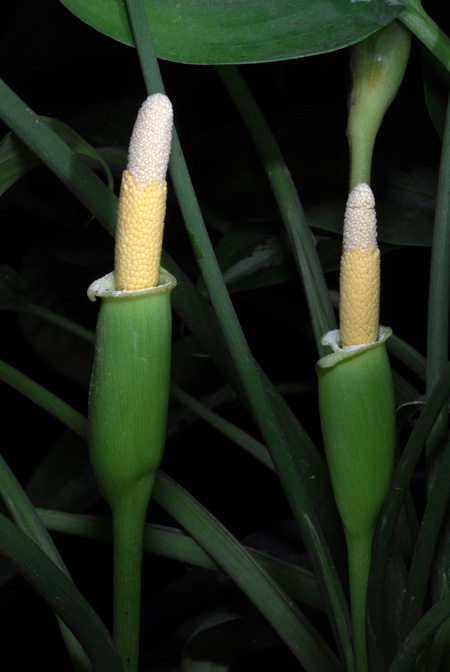 Schismatoglottis wallichii