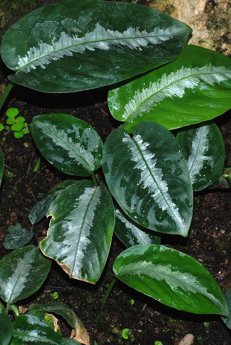 Schismatoglottis wallichii