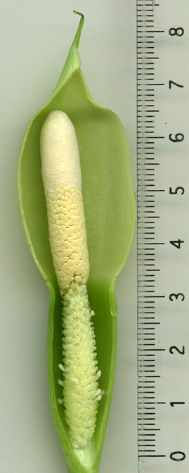 Schismatoglottis wallichii
