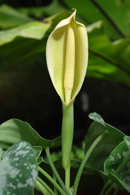 Schismatoglottis wongii