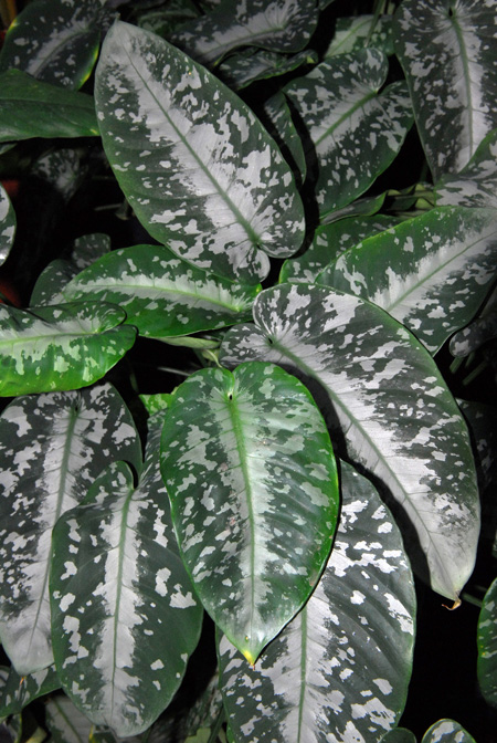 Schismatoglottis wongii
