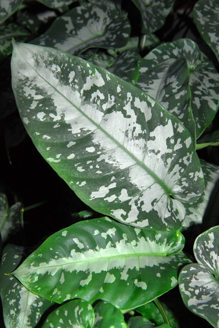 Schismatoglottis wongii