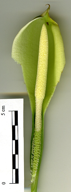Schismatoglottis wongii