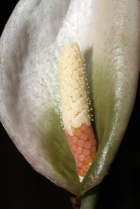 Schottariella mirifica
