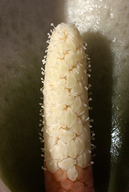 Schottariella mirifica