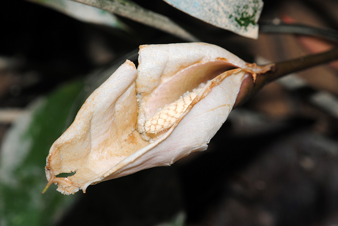 Schottariella mirifica