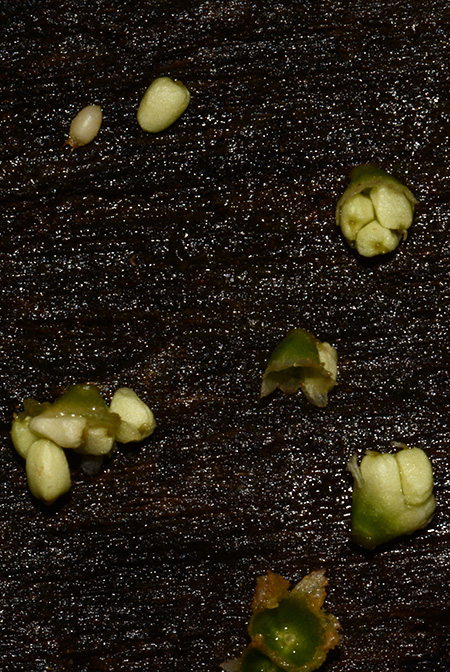 Schottariella mirifica
