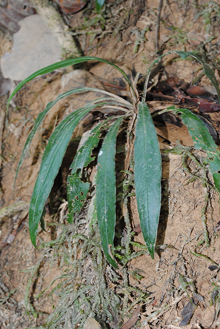 Schottariella mirifica