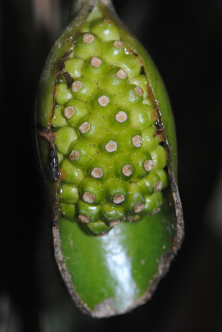 Schottariella mirifica