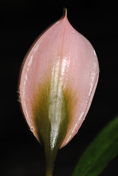 Schottariella mirifica