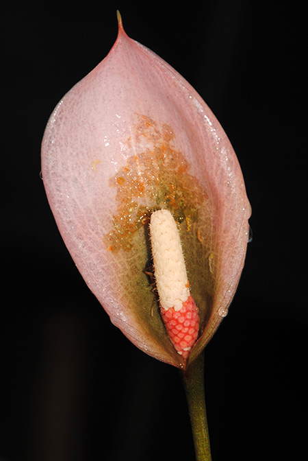 Schottariella mirifica