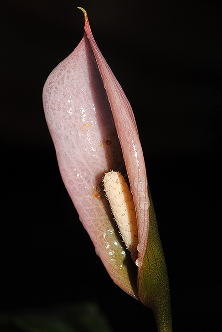 Schottariella mirifica