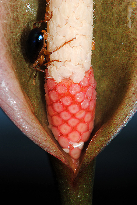 Schottariella mirifica