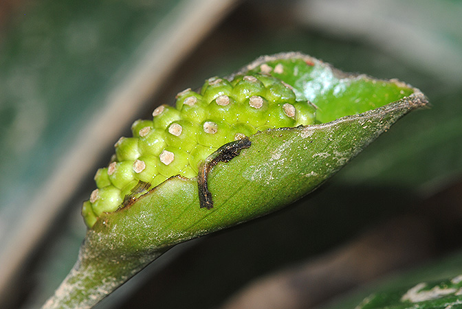 Schottariella mirifica
