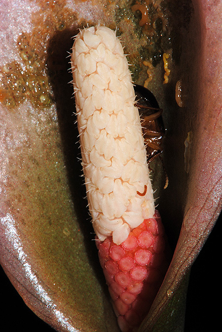 Schottariella mirifica