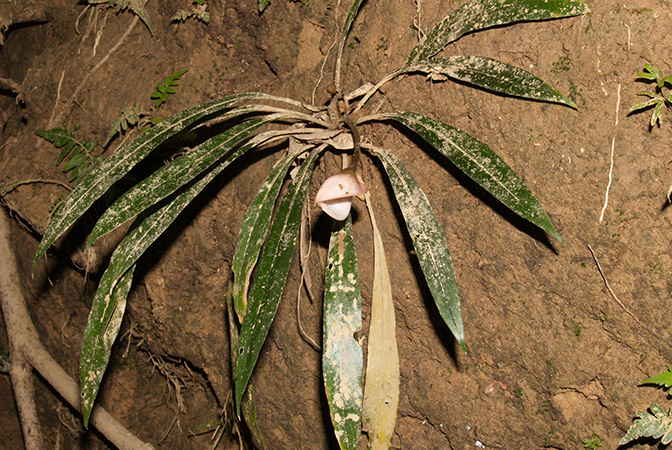 Schottariella mirifica