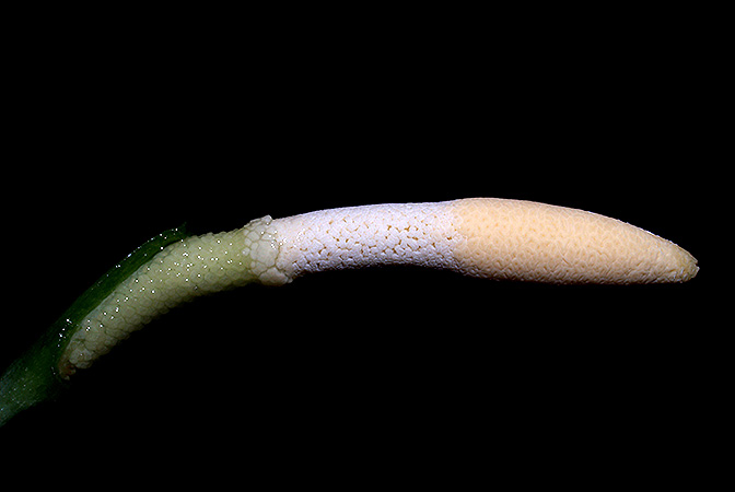 Schottarum inconspicuum