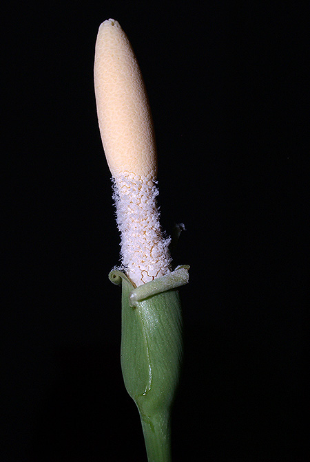 Schottarum inconspicuum