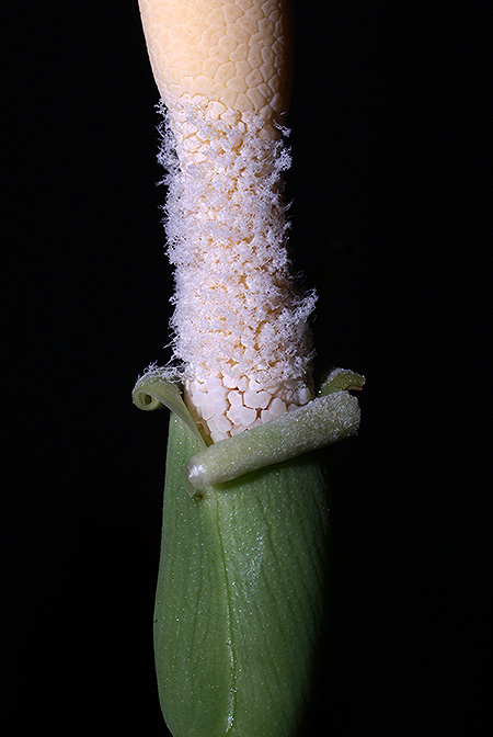 Schottarum inconspicuum
