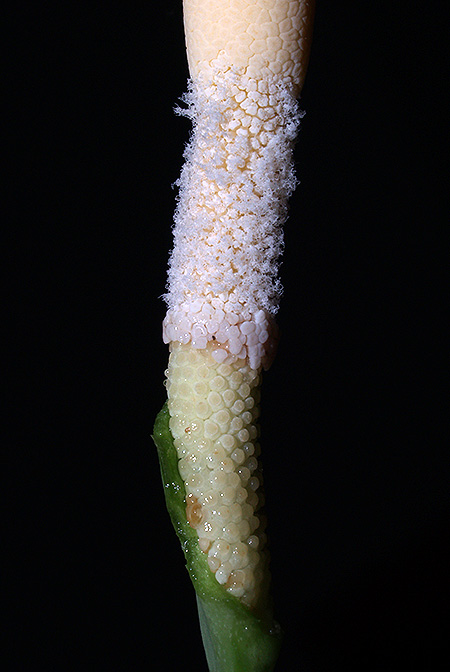Schottarum inconspicuum
