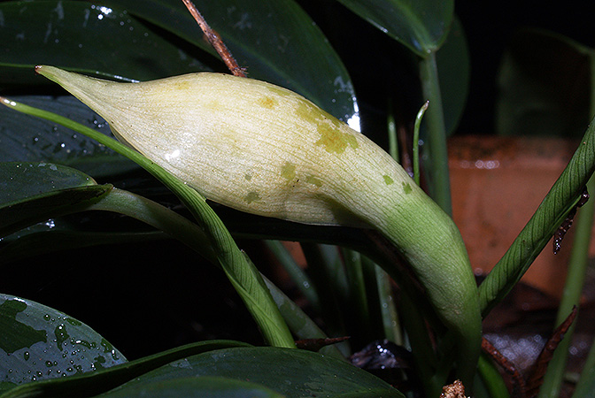 Schottarum inconspicuum
