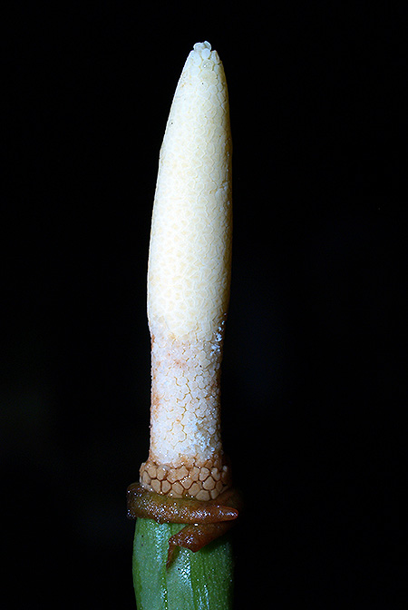 Schottarum inconspicuum