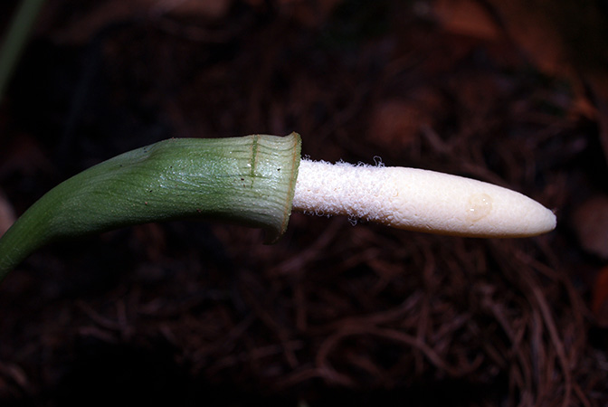 Schottarum inconspicuum