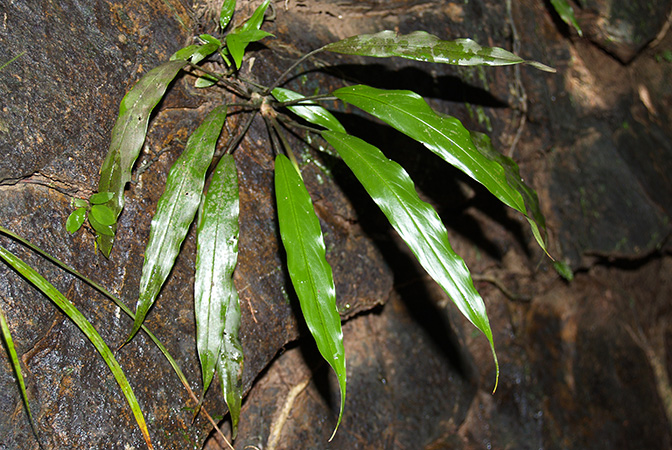 Schottarum sarikeense