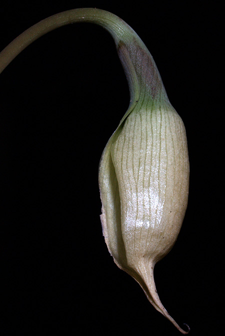 Schottarum sarikeense