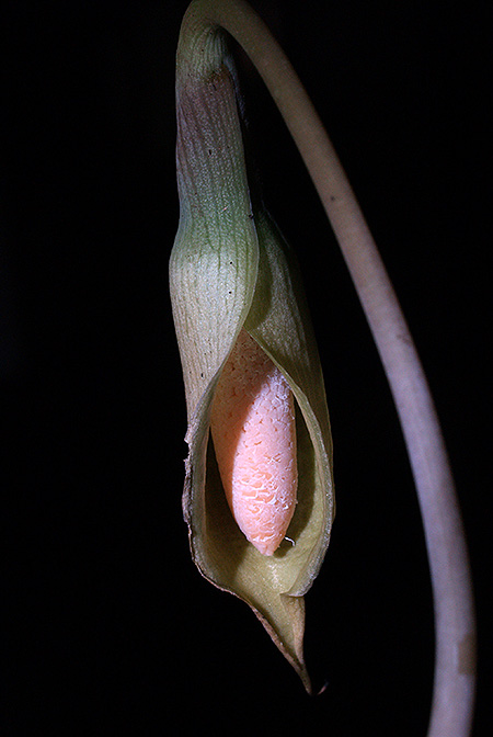 Schottarum sarikeense