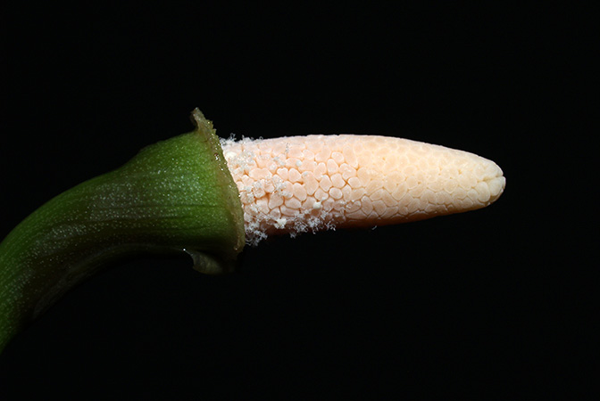 Schottarum sarikeense