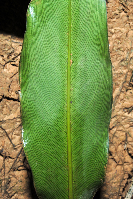 Schottarum sarikeense