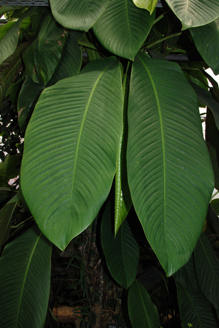 Scindapsus altissimus