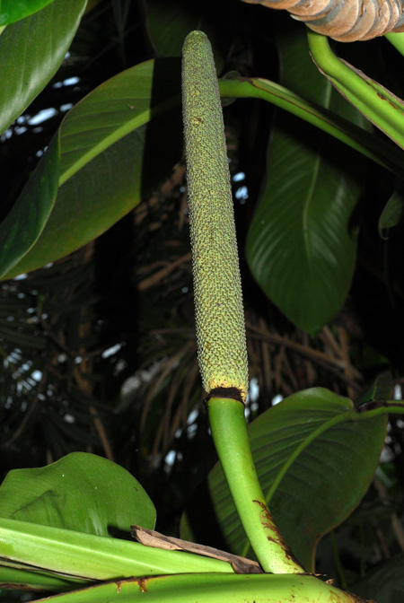 Scindapsus altissimus