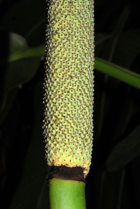 Scindapsus altissimus