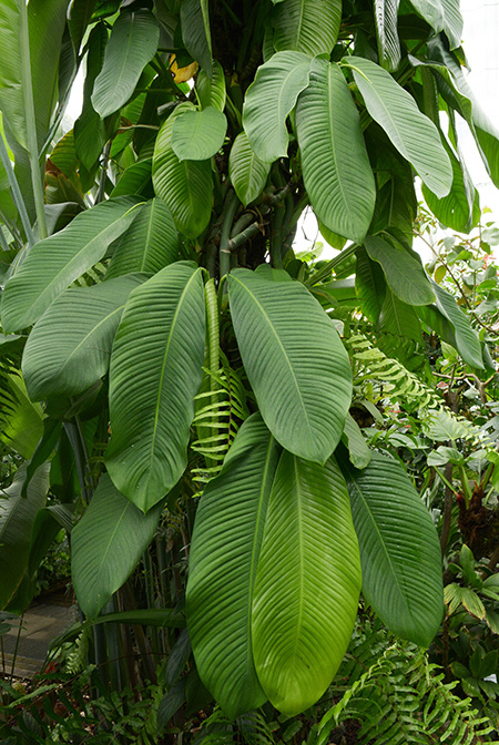 Scindapsus altissimus